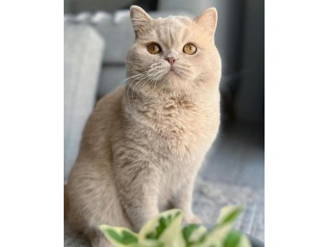 Güzel british shorthair oğluma bakıcı aile arıyoruz