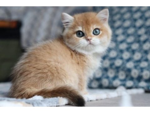 Bal rengi golden british shorthair 