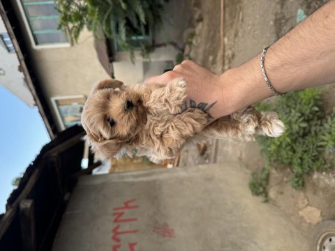 Irk ve sağlık garantili erkek maltipoo
