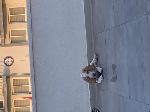 5 aylık beagle tüm aşıları yapıldı