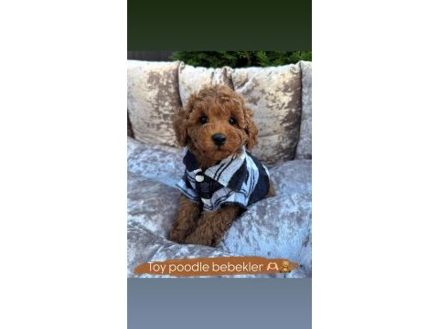 Toy poodle bebeklerimiz