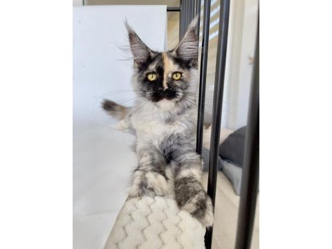 Xl mainecoon yavruları