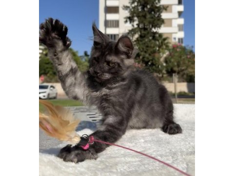 Maine coon erkek black smoke pet şecereli