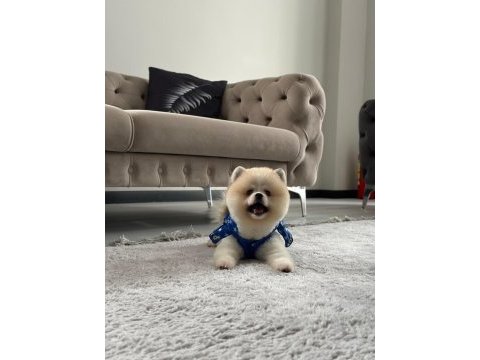 Erkek pomeranian boo party colour