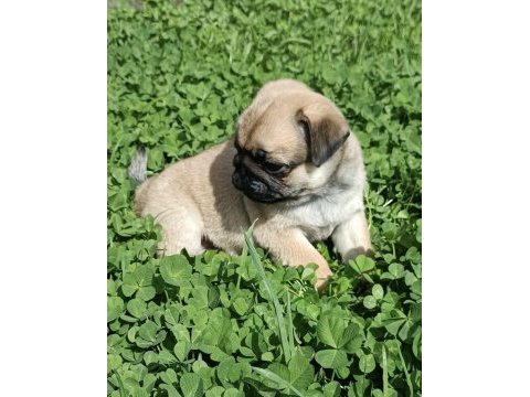 Şaşkın bakışlım pug yavrularım