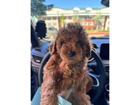 Toy poodle yavrular