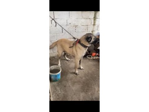A kalite kangal köpeği