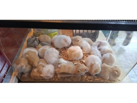 Suriye hamster yavrularımız
