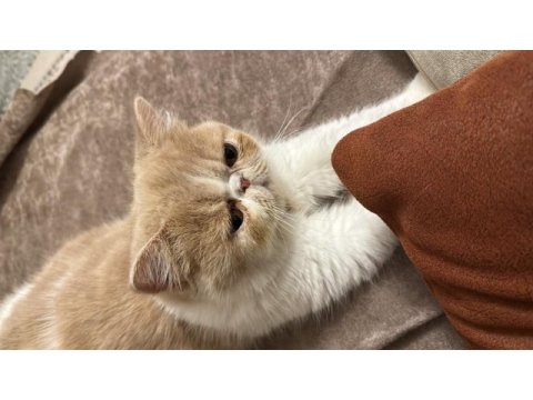 Exotic shorthair dişi 3 yaşında