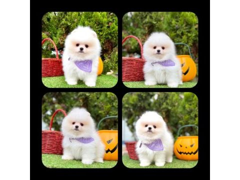 Erkek dişi pomeranian yavrular