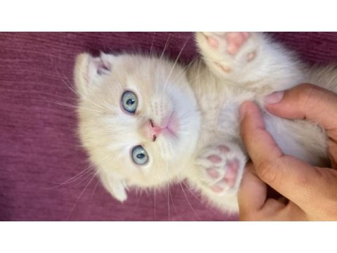 Scottish fold sağlıklı ev kedilerim