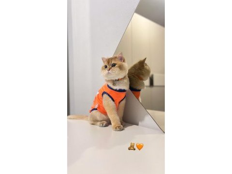 British longhair ny11 golden shaded erkek kısır 1 yaş