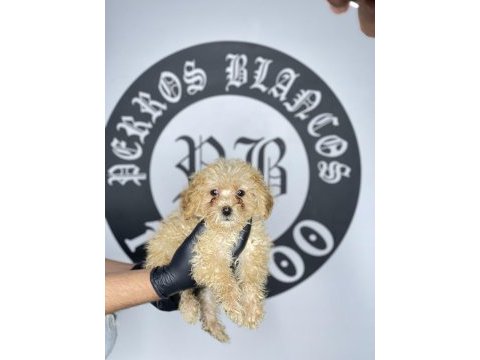 Irk garantili toy poodle yavruları