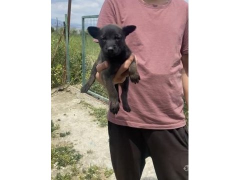 Koyu maskeli a kalite malinois yavrular