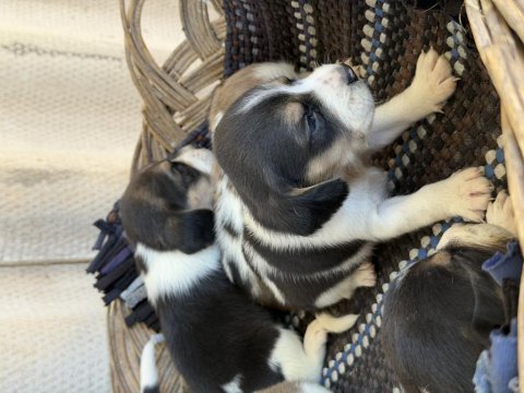 Irk ve sağlık garantili beagle yavrular