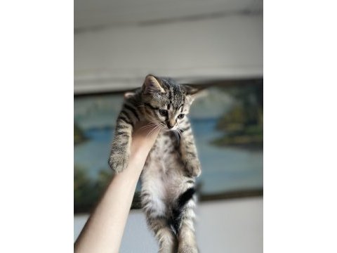 British shorthair yavrularım yuvalarına gitmeye hazırlar