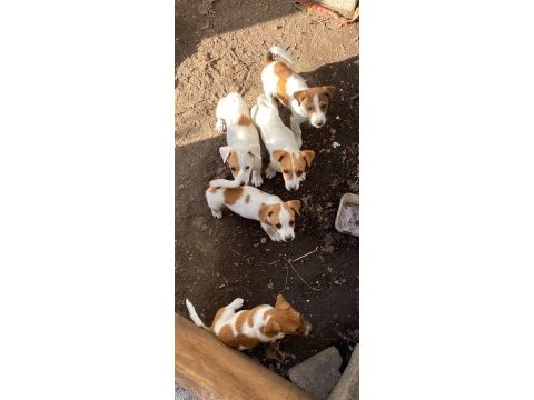 Safkan jack russell