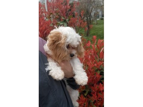 Maltipoo beş aylık dişi