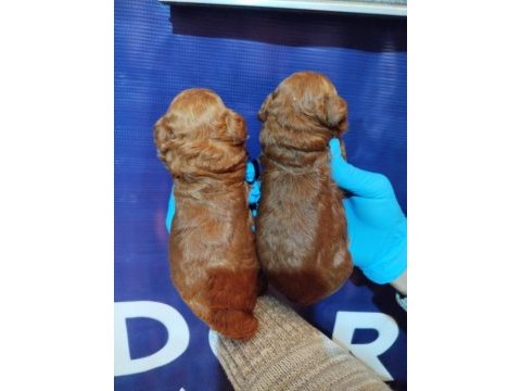 Koyu kahverengi toy poodle yavrusu yeni yuvasını arıyor