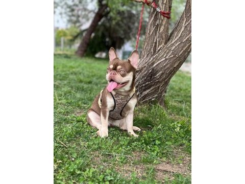 French bulldog köpeği