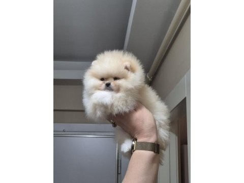 Orijinal ırk pomeranian boo sıfır burun