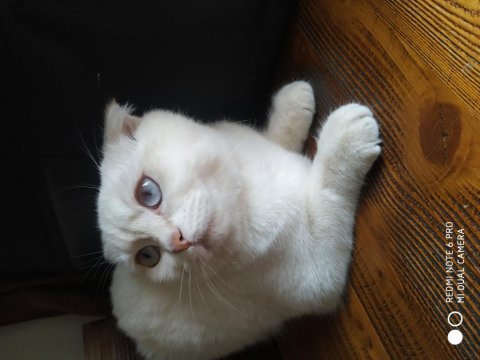 Beyaz scottish fold kedimize acil yuva arıyoruz