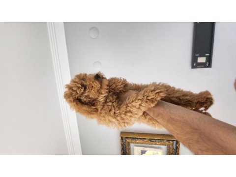 Evde bakılan çok akıllı poodle yavru