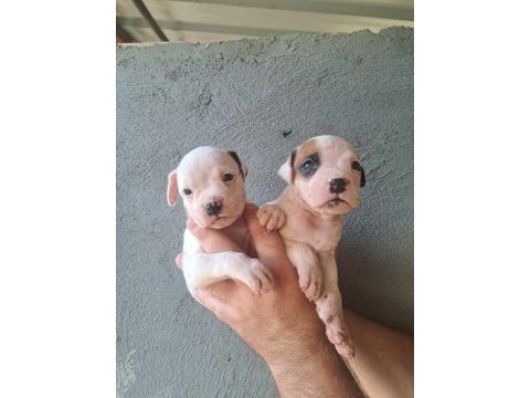 3 aylık boxer yavrularım