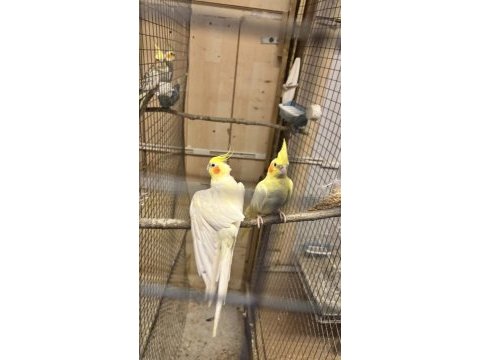 Lutino sultan papağanı takımı açıklamayı okuyun