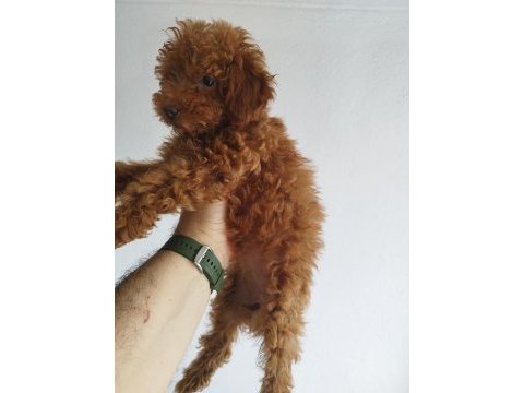 Safkan red brown toy ve kore dişi poodle yavrular