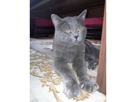2 yaşında oğlumuz mia yeni yuvasını arıyor scottish fold