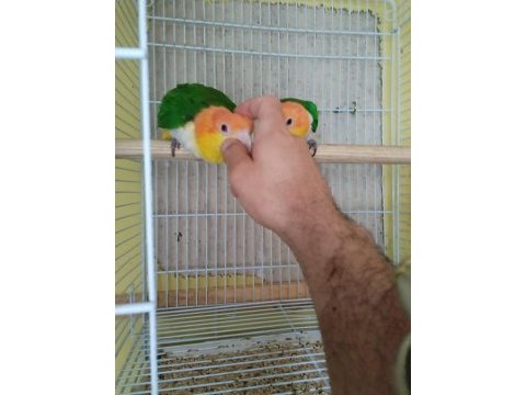 Evcil dna belgeli caique takım