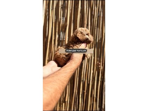 Orijinal toy poodle