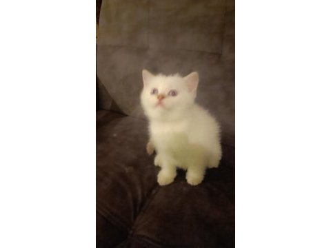 Safkan british shorthair son yavru