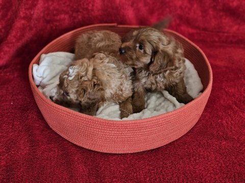 Scrli babadan ev üretimi f3 maltipoo yavrularımız