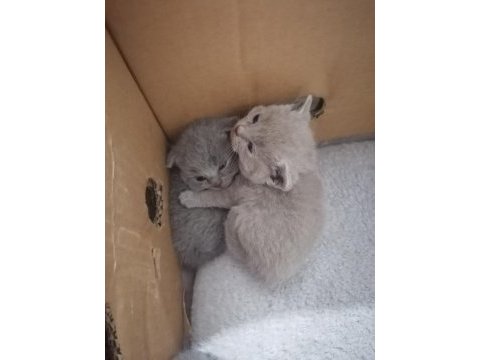 British shorthair
