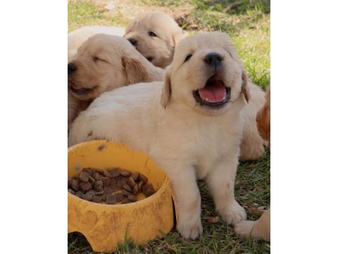 Golden retriever yavruları