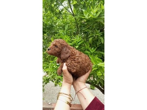 Toy poodle yavrular teslime hazır