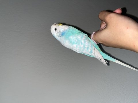 Jumbo kuş