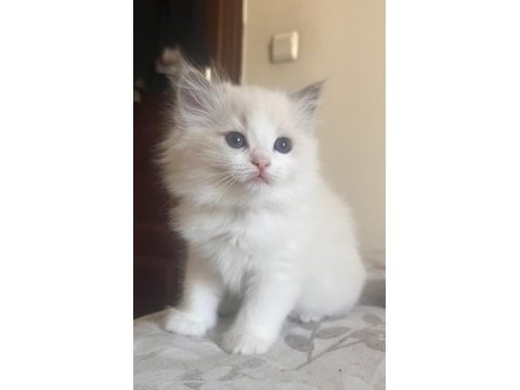 Ragdoll yavruları
