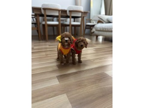 Erkek toy poodle yavrularım aşılı wc eğitimli yaz