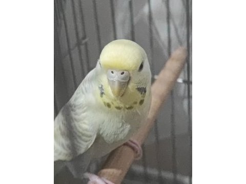 1 rainbow dişi 2 show jumbo erkek 1 show dişi muhabbet kuşu