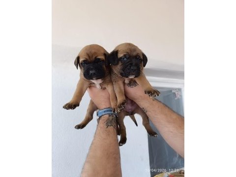 Cane corso bebekler