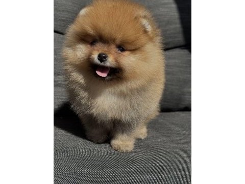 Dişi orange pomeranian bebeğim yeni yuvaya hazır