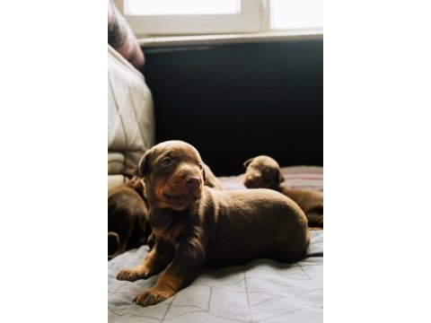 Kaliteli king doberman kızı siyah yavrular