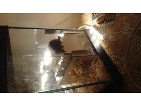 Suriye hamsterı