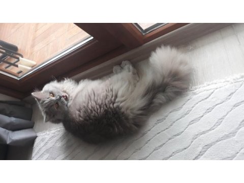8 aylık lilac renkli erkek british longhair