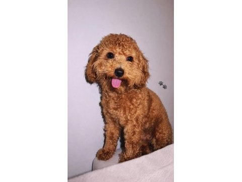 9 aylık toy poodle