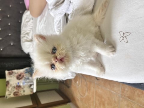 Safkan iran kedisi bebekler