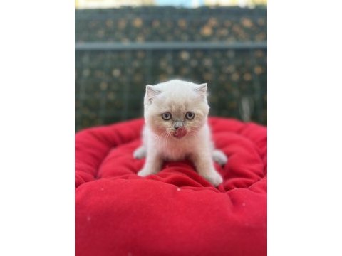 Biblo scottish fold blue point yavrular